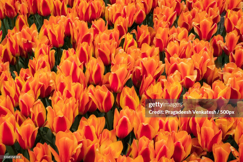 King's Orange Tulips Of Holland Michigan