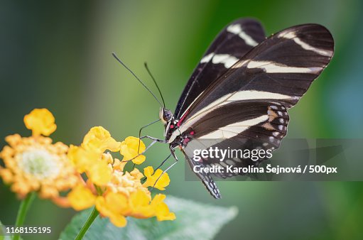 Zebra Longwing Butterfly Zebra Longwing Butterfly