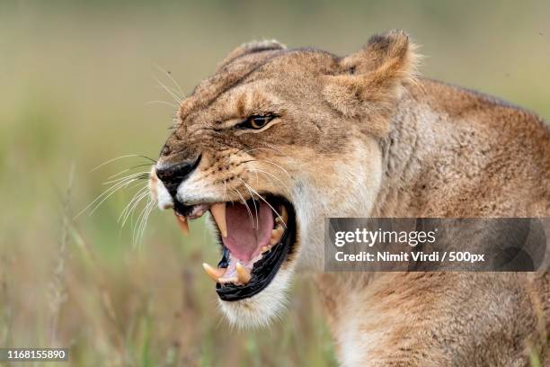 angry cat - lioness - snarling stock pictures, royalty-free photos & images