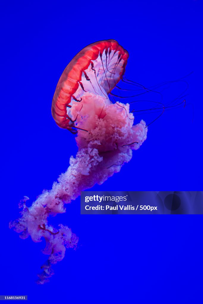 Jellyfish