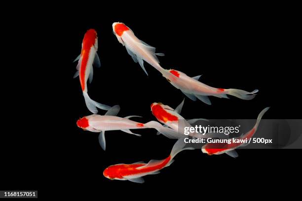 koi fish - koi carp stockfoto's en -beelden