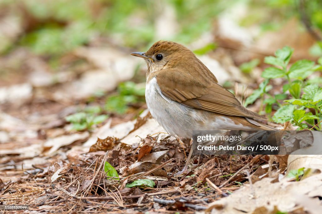 Veery