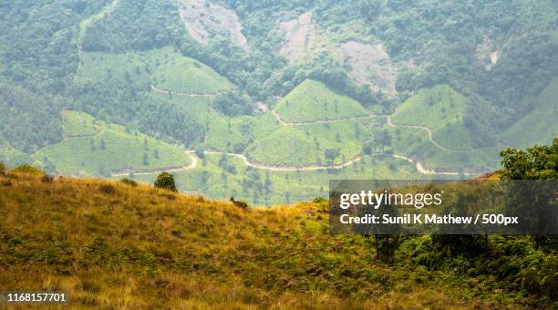 munnar eravikulam national park - nilgiri tahr stock pictures, royalty-free photos & images