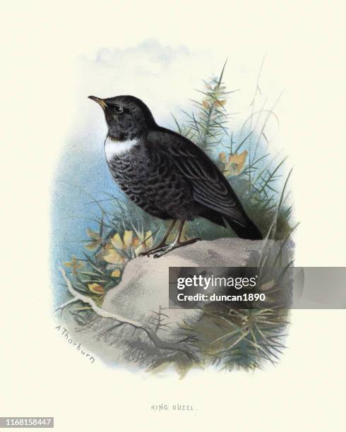 birds, ring ouzel (turdus torquatus) - turdus torquatus stock illustrations