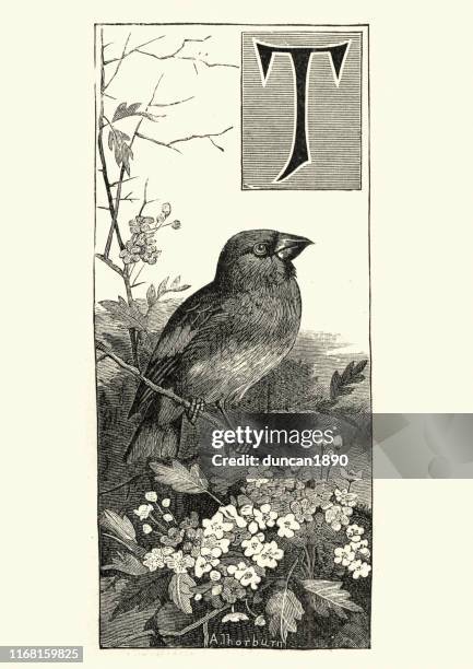hawfinch (coccothraustes coccothraustes), passerine bird - finch stock illustrations