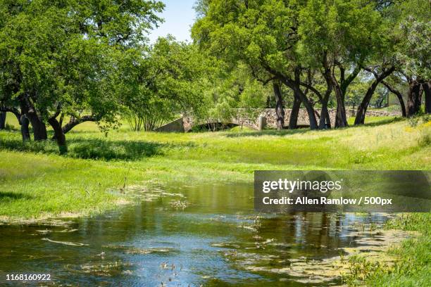 vineyard florence - texas winery stock pictures, royalty-free photos & images