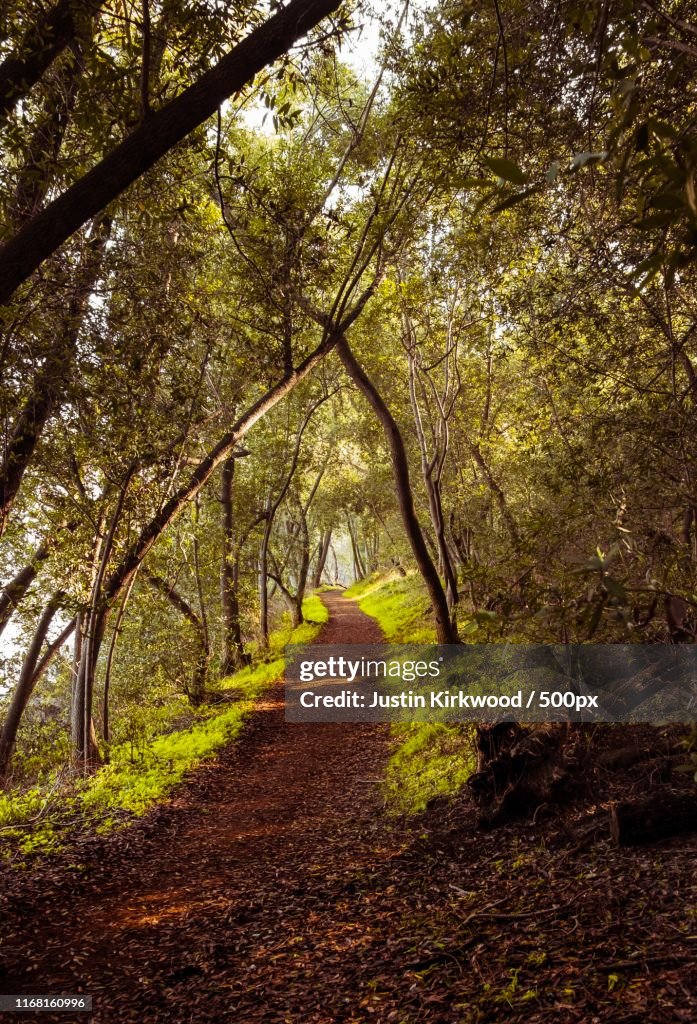 Enchanted Path