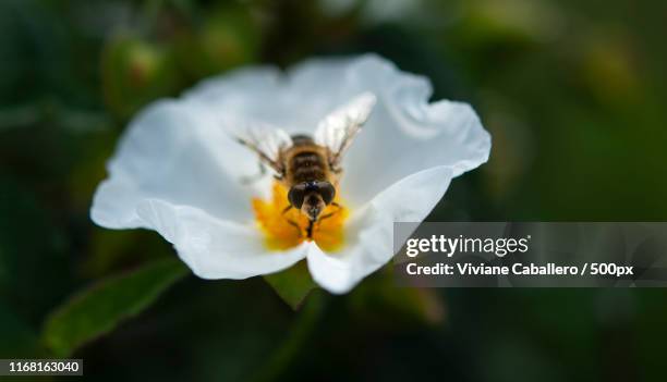 beyond flowers - pollinisation - fotografias e filmes do acervo