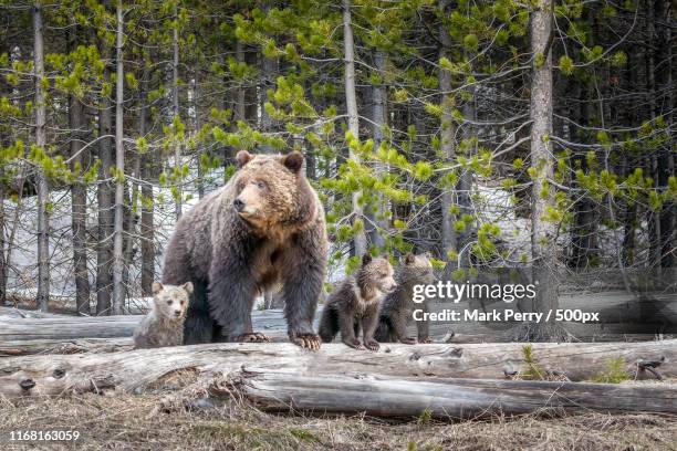obsidian sow and triplets may - yellowstone photos et images de collection