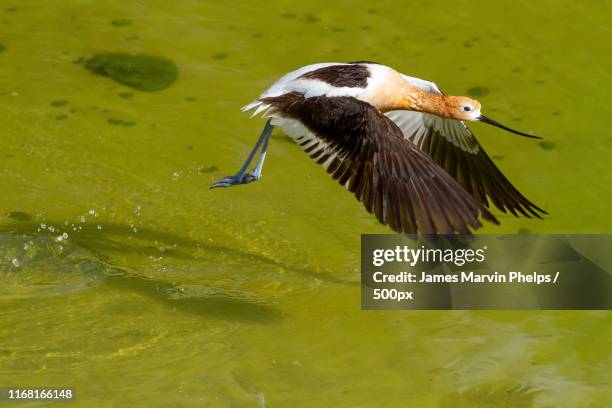 american avocet - henderson nevada stock pictures, royalty-free photos & images