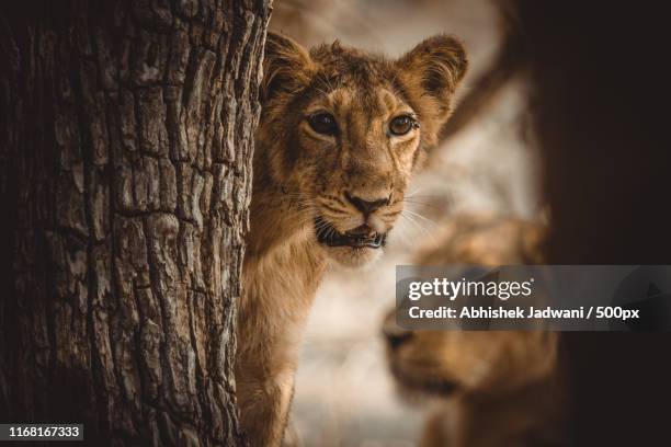 lion cub and mom - gir forest national park stock pictures, royalty-free photos & images