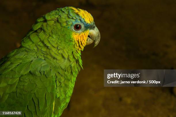 a potrait of a wild yellow headed parrot in the jungle of ecuador - amazona ochrocephala stock pictures, royalty-free photos & images
