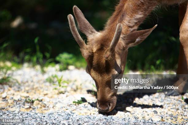 Fossil Rim Logo 27 Fossil Rim Wildlife Center Stock Photos, High-Res Pictures, and ...