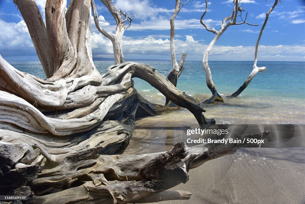 View of Driftwood on beach