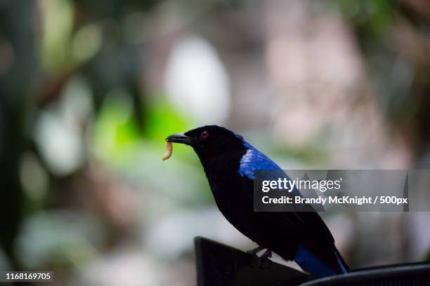 asian fairy bluebird (irena puella) eating - irena puella stock pictures, royalty-free photos & images