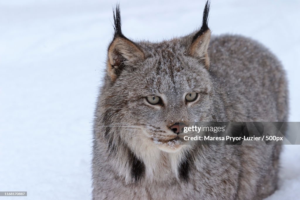 Canadian Lynx