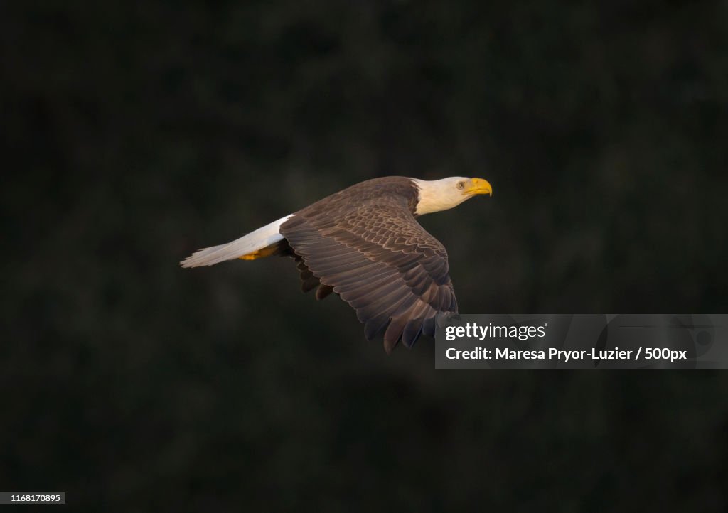 Bald Eagle In Flight