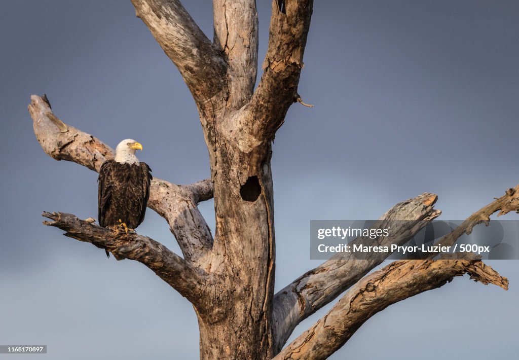 Bald Eagle
