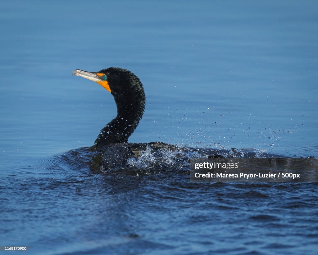 Double-Crested Cormorant Bathing