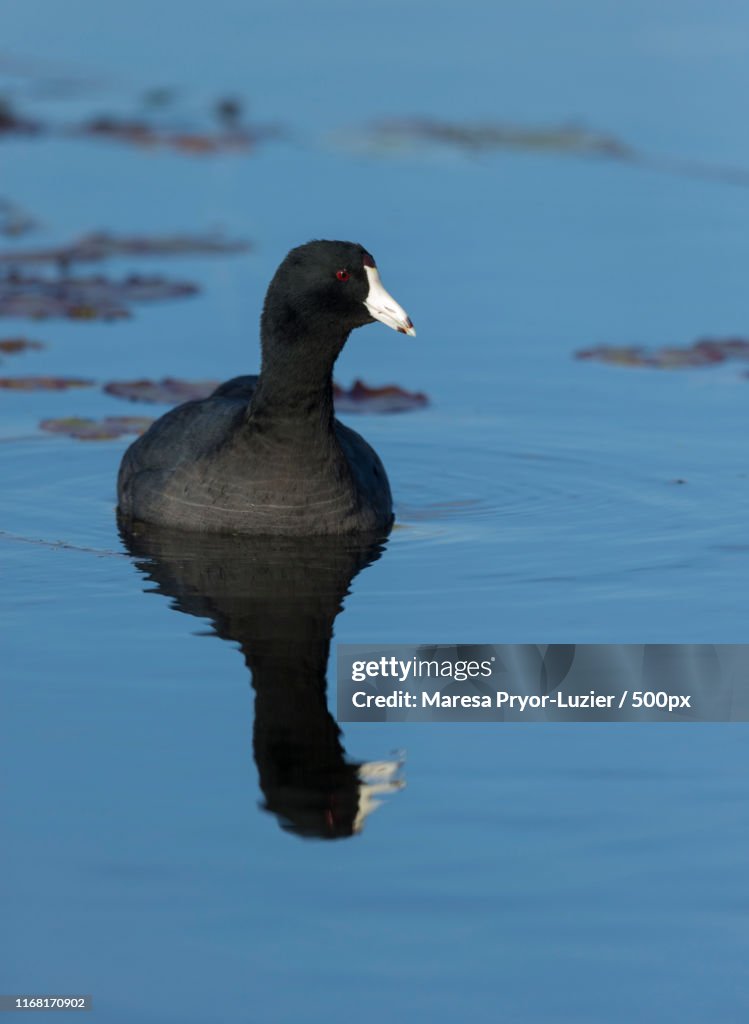 American Coot