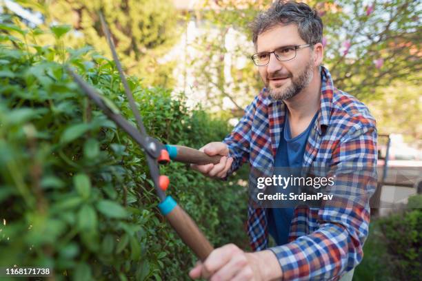 a man cuts his green fence - overgrown hedge stock pictures, royalty-free photos & images