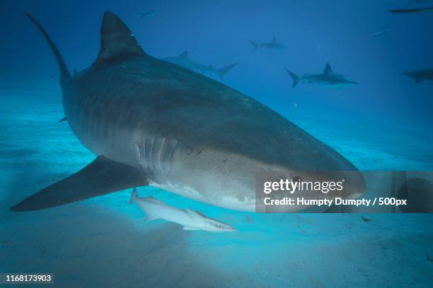 will have - leopard shark stock pictures, royalty-free photos & images