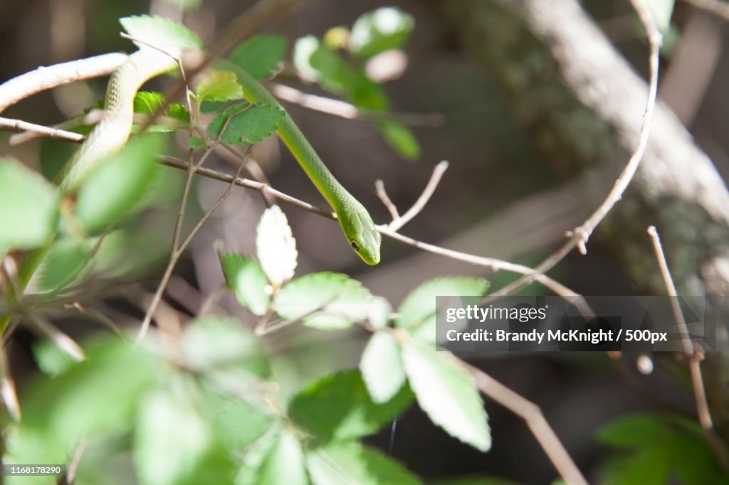 Rough green snake (Opheodrys aestivus) slithering through the bushes