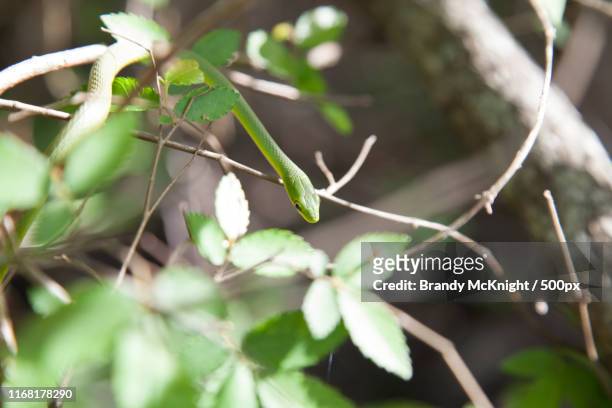 rough green snake (opheodrys aestivus) slithering through the bushes - opheodrys aestivus stock pictures, royalty-free photos & images