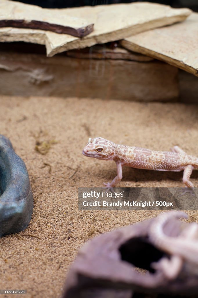 Mediteranean gecko (Hemidactylus turcicus) in a display case