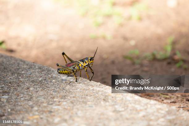 eastern lubber grasshopper jumping off a sidewalk onto dirt - barrage diablo photos et images de collection