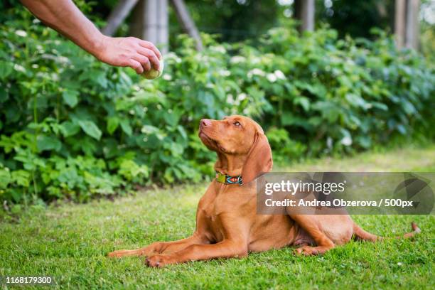 obedience training man training his vizsla puppy the lie down command using ball as positive - man playing catch stock pictures, royalty-free photos & images