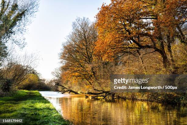 autumn reflections - glastonbury england stockfoto's en -beelden