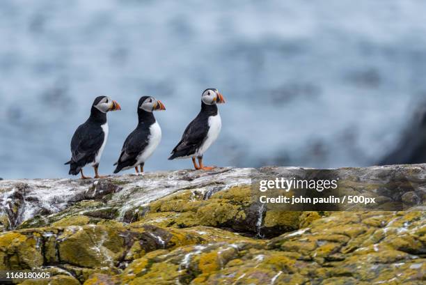 runway one - northumberland photos et images de collection