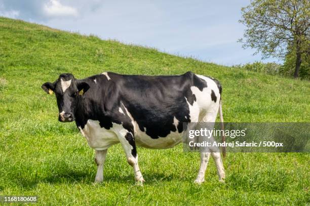 black and white cow on green alpine pasture - fresian calf foto e immagini stock