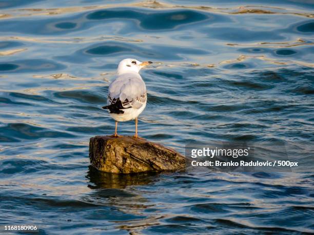 seagull on the log - branko radulovic stock-fotos und bilder