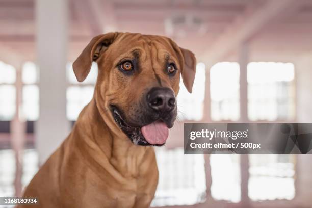 portrait - dogo canario stock pictures, royalty-free photos & images