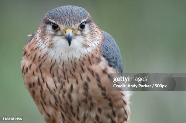 377 Merlin (Bird) Stock Photos, High-Res Pictures, and Images - Getty ...