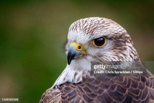 portrait of a male saker falcon - saker falcon falco cherrug stock pictures, royalty-free photos & images