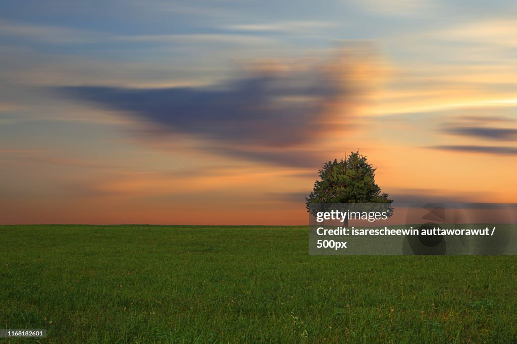 Lonely Tree