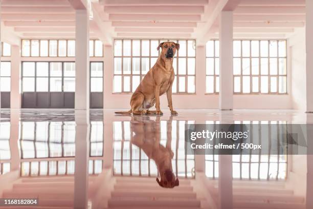 big boy - dogo canario stock pictures, royalty-free photos & images
