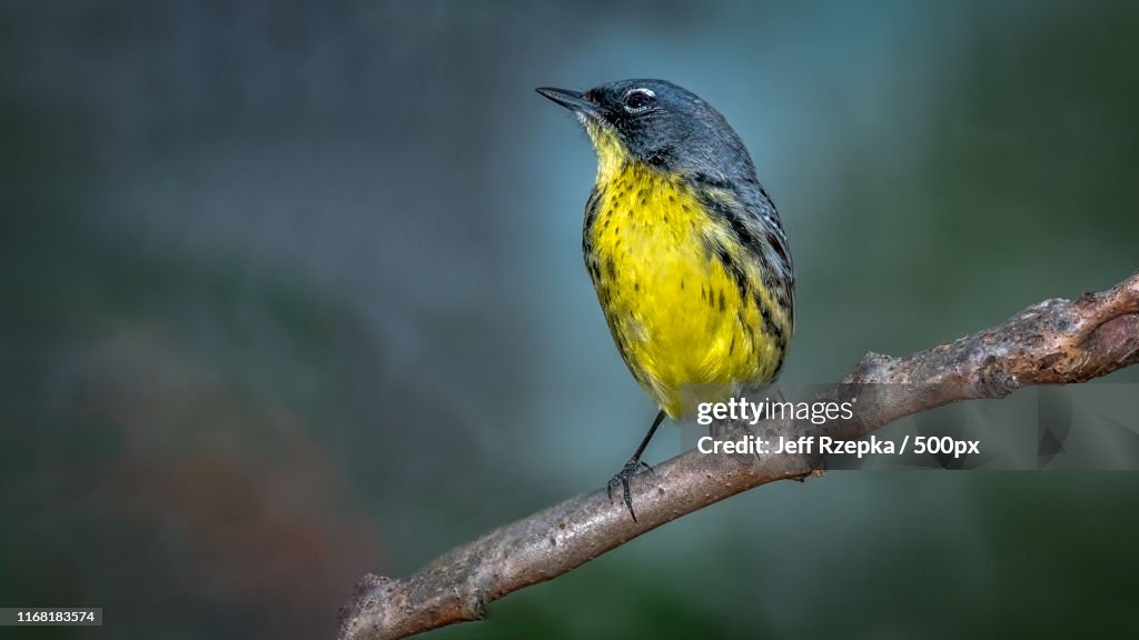Kirtland's Warbler (Setophaga Kirtlandii)