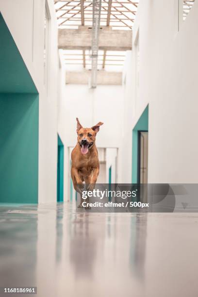 run away - dogo canario stock pictures, royalty-free photos & images