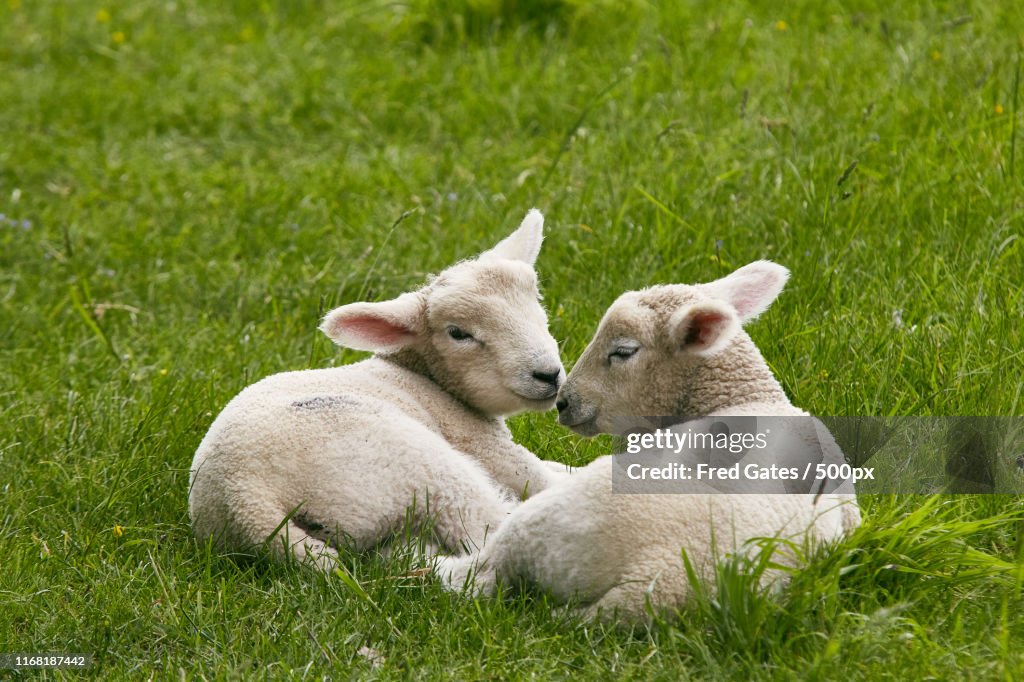 Lambs