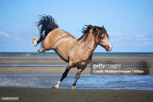 beach horse - welsh pony stock pictures, royalty-free photos & images