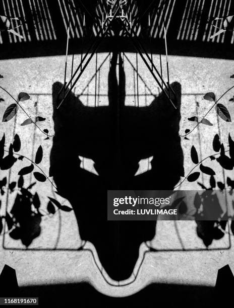 wolf. - wolf head stock pictures, royalty-free photos & images