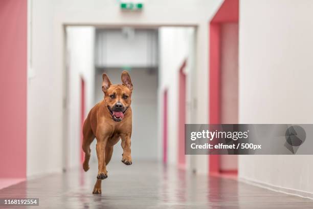 finally closing time - dogo canario stock pictures, royalty-free photos & images