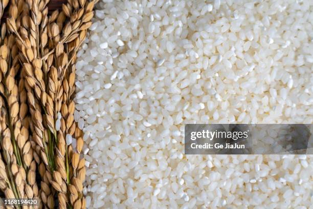 261 Pan De Arroz Receta Con Arroz Grano Stock Photos, High-Res Pictures ...