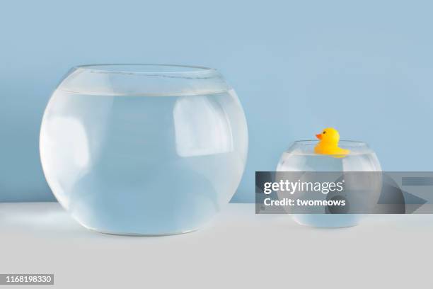 35 fotos e imágenes de Pecera Vacia - Getty Images 35 fotos e imágenes de Pecera Vacia - Getty Images