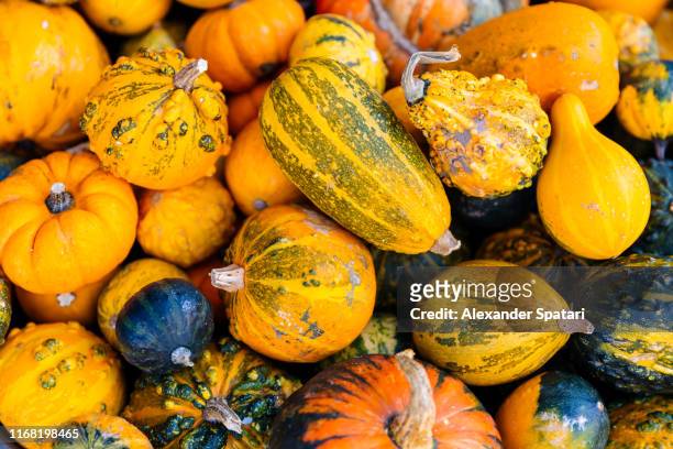 heap of various pumpkins - squash fotografías e imágenes de stock