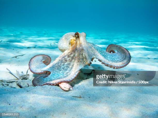 octopus in action - octopus foto e immagini stock